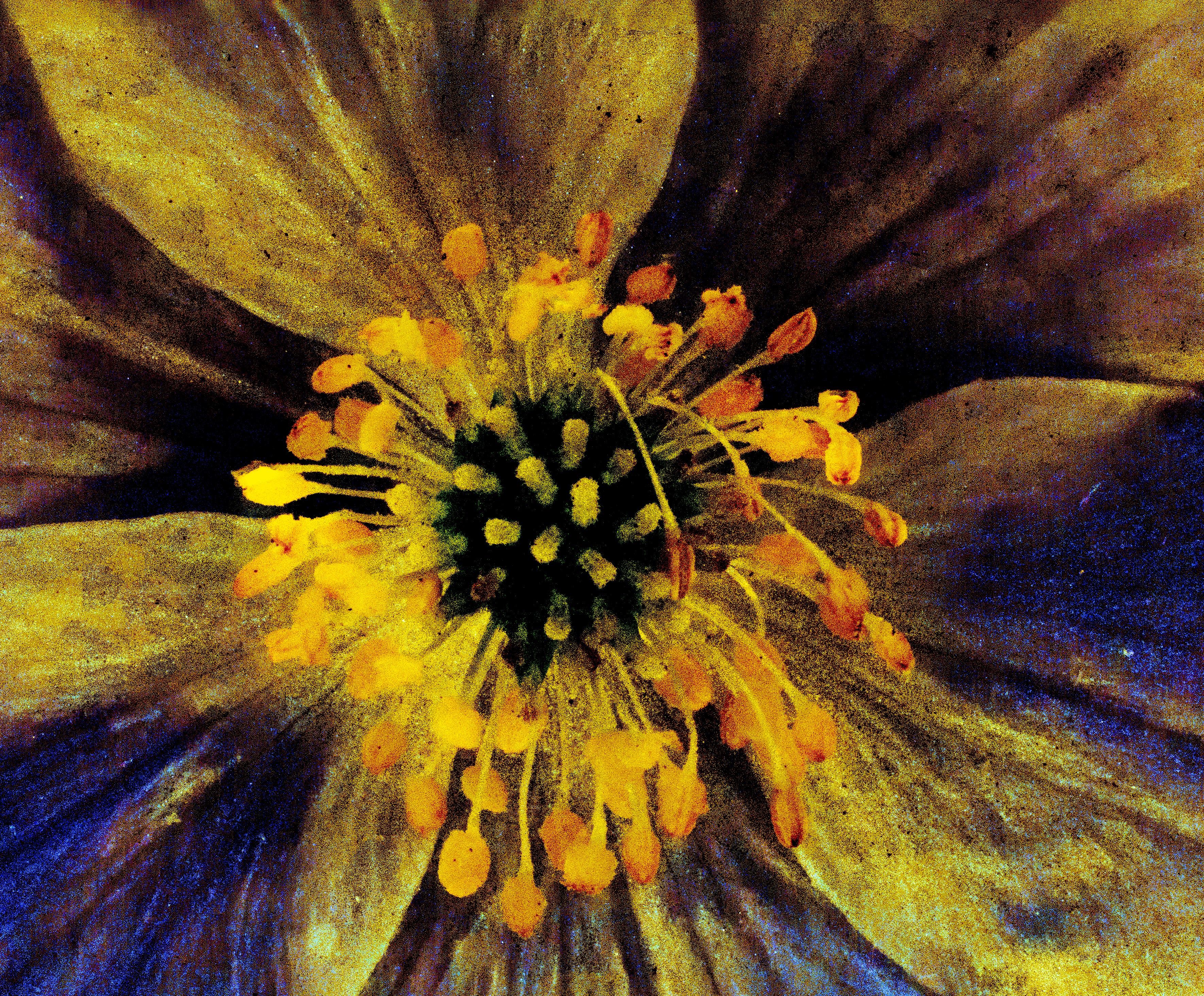Anemone gul nr.2 